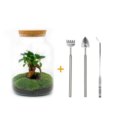 Flaschengarten H30cm Ø21cm Pflanzenterrarium Set Milky Premium mit Ficus Ginseng Bonsai + Profi Werkzeugset Rechen Schaufel Pinzette - DIY Terrarium