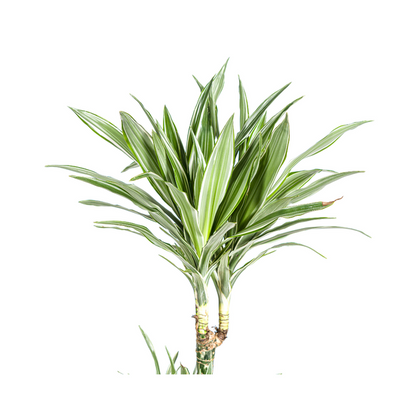 Dracaena Deremensis White Stripe - Große Grüne Zimmerpflanze 180cm Ø27cm Topf Grün Weiß