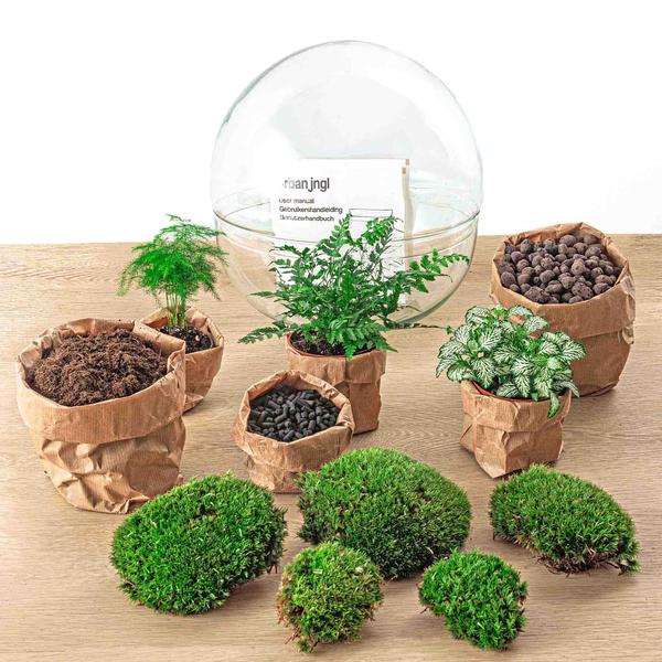 Flaschengarten H30cm Ø30cm Pflanzenterrarium Set Dome XL mit Farn Fittonia Spargel + Profi Werkzeugset Rechen Schaufel Pinzette Schere - DIY Terrarium