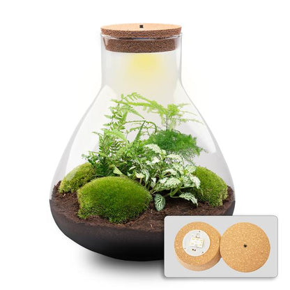 Flaschengarten H35cm Pflanzenterrarium Set Sam XL mit LED Fittonia Asparagus Farn + Intelligente Beleuchtung - DIY Terrarium