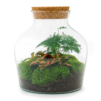 Flaschengarten H21,5cm Ø20cm Pflanzenterrarium Set Little Joe mit Fittonia Asparagus + Profi Werkzeugset Rechen Schaufel - DIY Terrarium