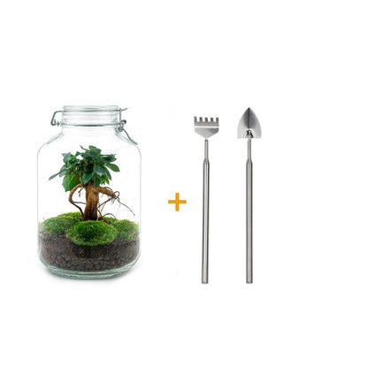 Flaschengarten H28cm Ø18cm Pflanzenterrarium Set mit Ficus Ginseng Bonsai + Profi Werkzeugset Rechen Schaufel - DIY Terrarium