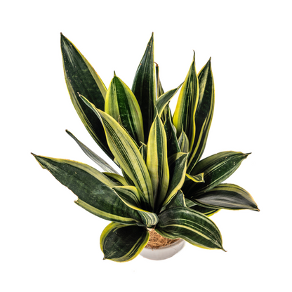 Sansevieria Trifasciata Canary - Pflegeleichte Grüne Zimmerpflanze 55cm Ø17cm Topf