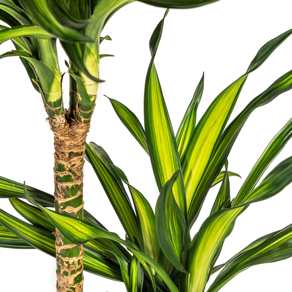 Dracaena Deremensis Rikki - Große Grüne Zimmerpflanze 140cm Ø24cm Topf - Palme