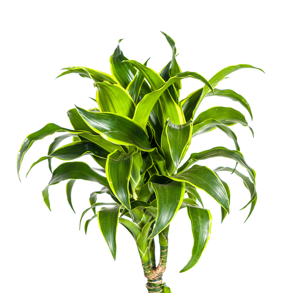 Dracaena Deremensis Dorado - Elegante Grüne Zimmerpflanze 130cm Ø24cm Topf große Grüne Pflanze