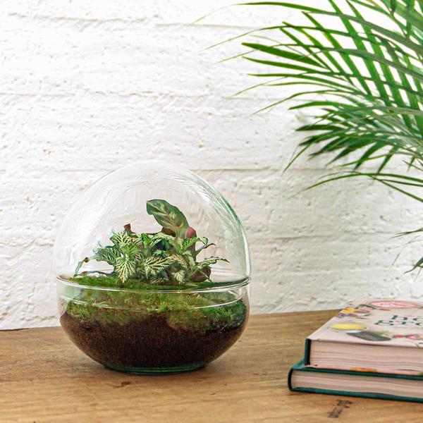 Flaschengarten H20cm Ø20cm Pflanzenterrarium Set Dome Premium mit Fittonia Calathea + Profi Werkzeugset Rechen Schaufel Pinzette - DIY Terrarium