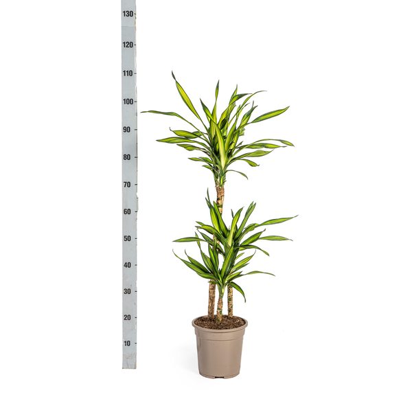 Dracaena Deremensis Rikki - Pflegeleichte Zimmerpflanze 100cm Ø21cm Topf Grüne Palme