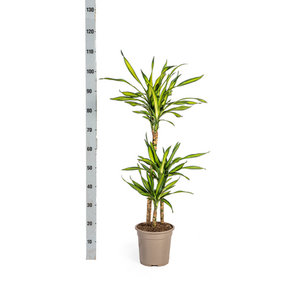 Dracaena Deremensis Rikki - Pflegeleichte Zimmerpflanze 100cm Ø21cm Topf Grüne Palme