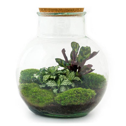 Flaschengarten H26,5cm Ø25cm Pflanzenterrarium Set Teddy Deluxe mit Calathea Fittonia + Werkzeugset 4-teilig - DIY Terrarium