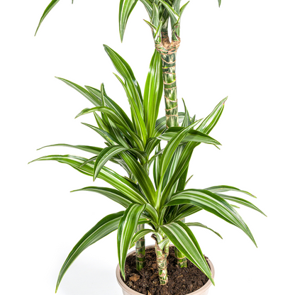 Dracaena Deremensis White Stripe - Elegante Zimmerpflanze 100cm Ø21cm Topf Grün mit Weißen Streifen