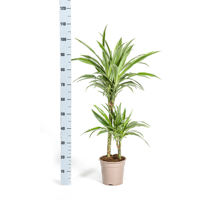 Dracaena Deremensis White Stripe - Pflegeleichte Zimmerpflanze 80cm Ø19cm Topf Hellgrün