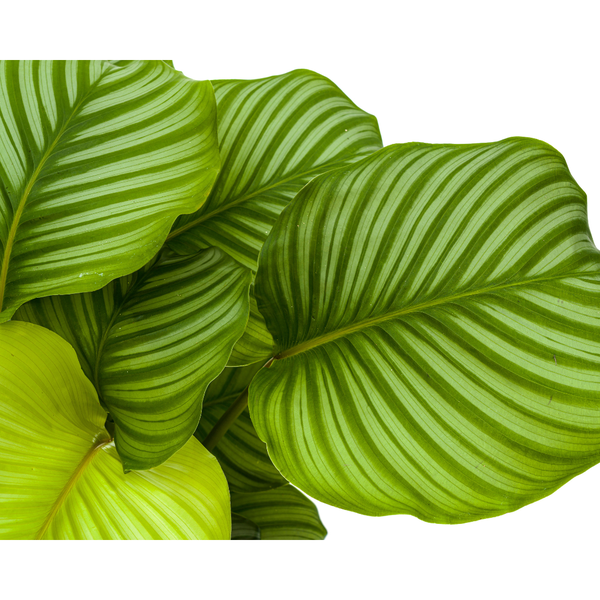 Calathea Orbifolia - Exotische Zimmerpflanze 80cm Ø27cm Topf Grüne Blätter mit Muster