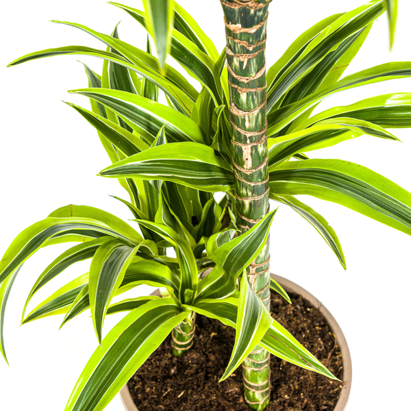 Dracaena Deremensis Lemon Lime - Pflegeleichte Zimmerpflanze 100cm Ø21cm Topf Hellgrüne Dunkelgrüne Pflanzee