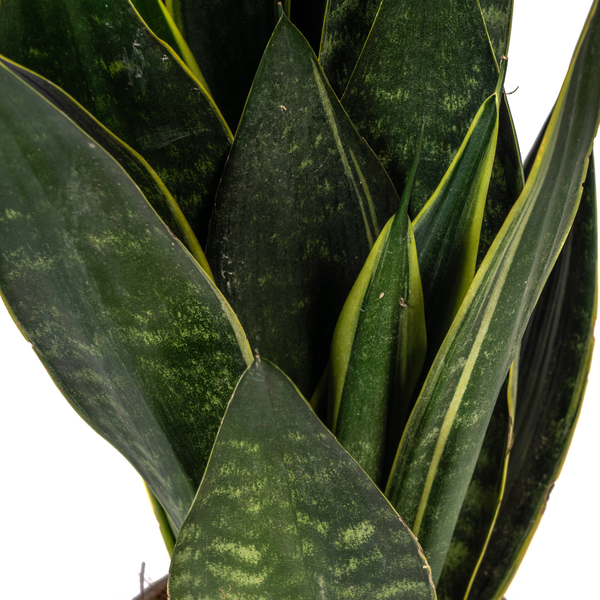 Sansevieria Trifasciata Futura Black - Pflegeleichte Zimmerpflanze 55cm Ø17cm Topf