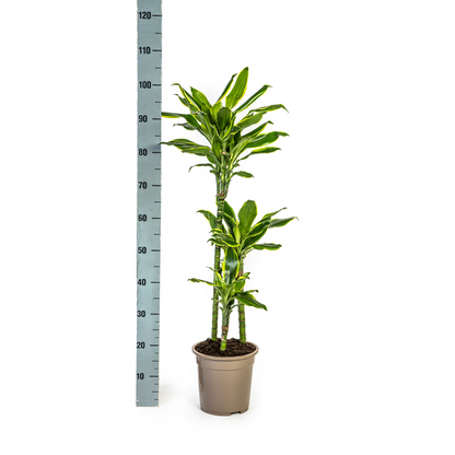 Dracaena Fragrans Golden Coast - Pflegeleichte Zimmerpflanze 100cm Ø21cm Topf Grün