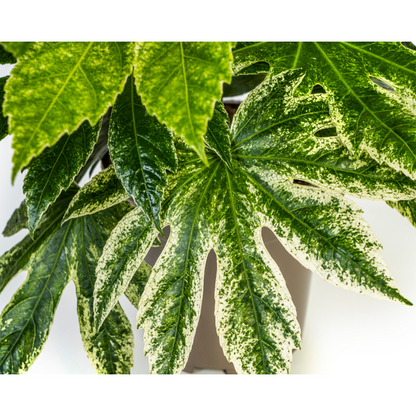 Fatsia Japonica Spider's Web - Pflegeleichte Zimmerpflanze 45cm Ø19cm Topf