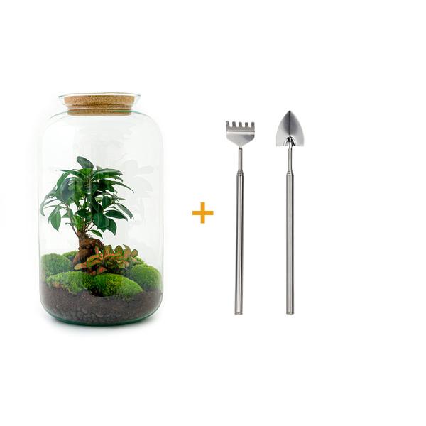 Flaschengarten H43cm Ø23cm Pflanzenterrarium Set Sven Bonsai mit Ficus Ginseng Fittonia + Profi Werkzeugset Rechen Schaufel - DIY Terrarium