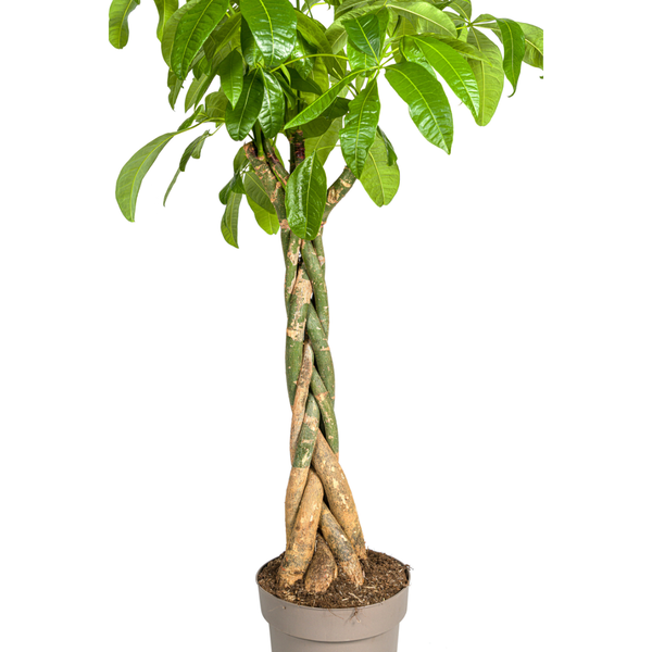 Pachira Aquatica - Große Zimmerpflanze Geldbaum 170-180cm Ø30cm Topf