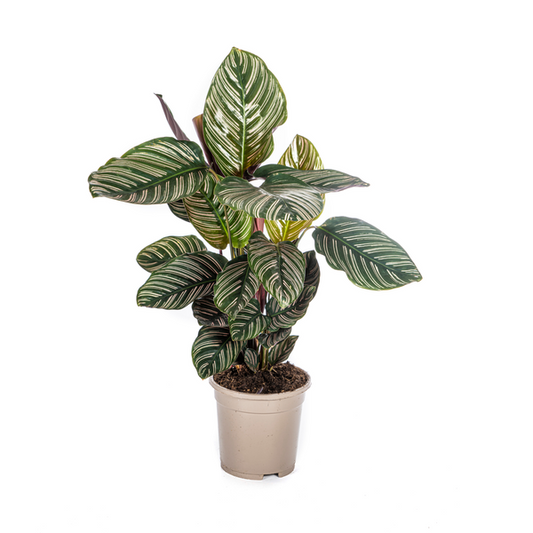 Calathea Ornata Sanderiana - Pflegeleichte Zimmerpflanze 45cm Ø17cm Topf