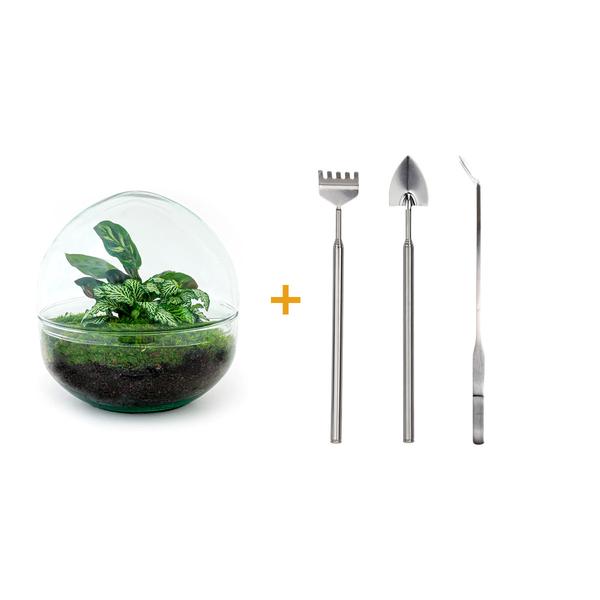 Flaschengarten H20cm Ø20cm Pflanzenterrarium Set Dome Premium mit Fittonia Calathea + Profi Werkzeugset Rechen Schaufel Pinzette - DIY Terrarium