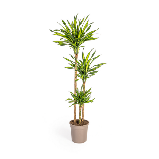 Dracaena Deremensis Rikki - Große Grüne Zimmerpflanze 140cm Ø24cm Topf - Palme