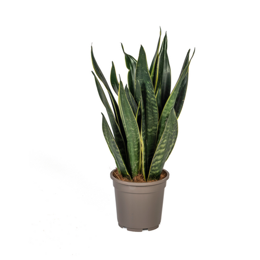 Sansevieria Trifasciata Futura Black - Pflegeleichte Zimmerpflanze 55cm Ø17cm Topf