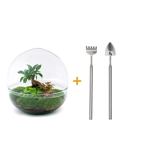 Flaschengarten H30cm Ø30cm Pflanzenterrarium Set Dome XL mit Ficus Ginseng Bonsai Fittonia + Profi Werkzeugset Rechen Schaufel - DIY Terrarium