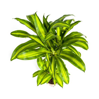 Dracaena Fragrans Massangeana - Pflegeleichte Grüne Zimmerpflanze 100cm Ø21cm Topf