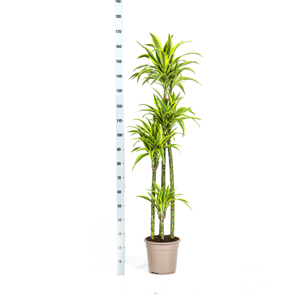 Dracaena Deremensis Lemon Lime - Große Grüne Zimmerpflanze 180cm Ø27cm Topf