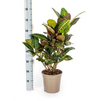 Codiaeum Croton Petra - Farbenfrohe Zimmerpflanze 70-80cm Ø21cm Topf mit großen Grünen und Roten Blättern