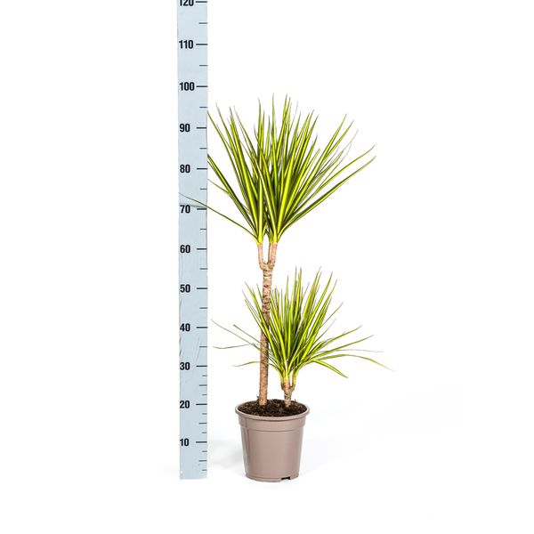 Dracaena Marginata Sunray - Exotische Zimmerpflanze 80-100cm Ø19cm Topf Palme Grün