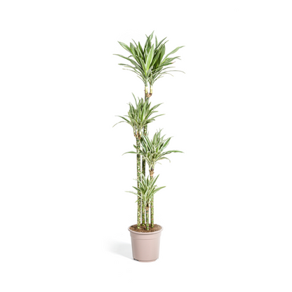 Dracaena Deremensis White Stripe - Große Grüne Zimmerpflanze 180cm Ø27cm Topf Grün Weiß