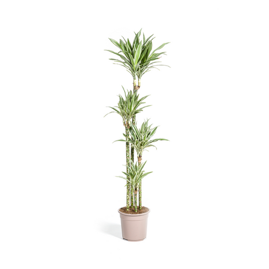 Dracaena Deremensis White Stripe - Große Grüne Zimmerpflanze 180cm Ø27cm Topf Grün Weiß