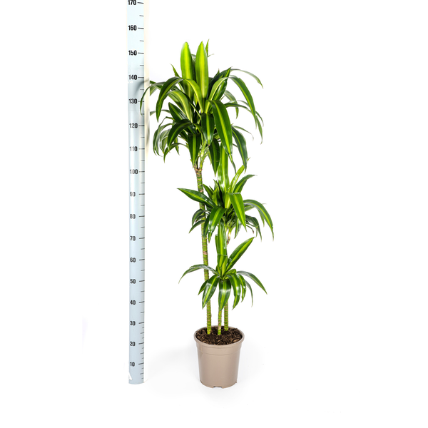 Dracaena Deremensis Hawaiian Sunshine - Tropische Grüne Zimmerpflanze 140cm Ø24cm Dunkelgrün Hellgrün