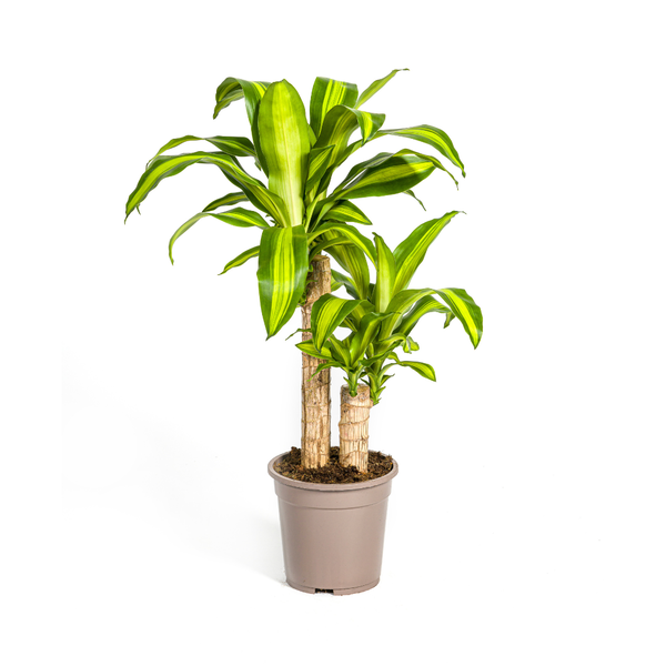 Dracaena Fragrans Massangeana - Pflegeleichte Grüne Zimmerpflanze 80cm Ø19cm Topf