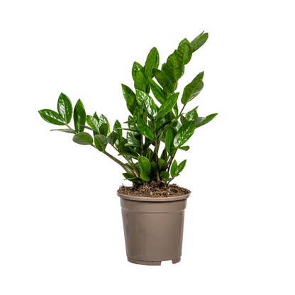 Zamioculcas Zamiifolia - Pflegeleichte ZZ Zimmerpflanze 50cm Ø17cm Topf Grün