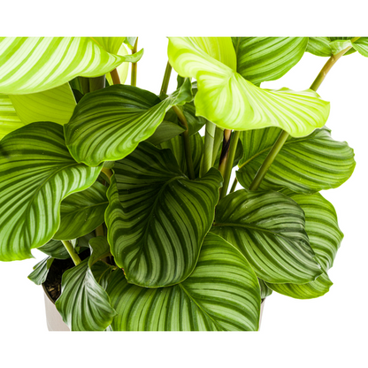 Calathea Orbifolia - Exotische Zimmerpflanze 80cm Ø27cm Topf Grüne Blätter mit Muster