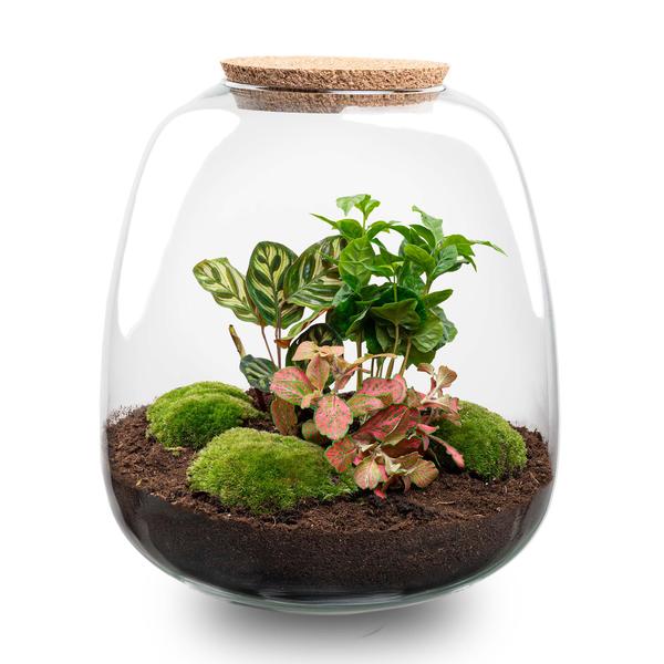 Pflanzenterrarium DIY Set H25cm Kaffee Rot Coffea Red Moos Geschenk Modern