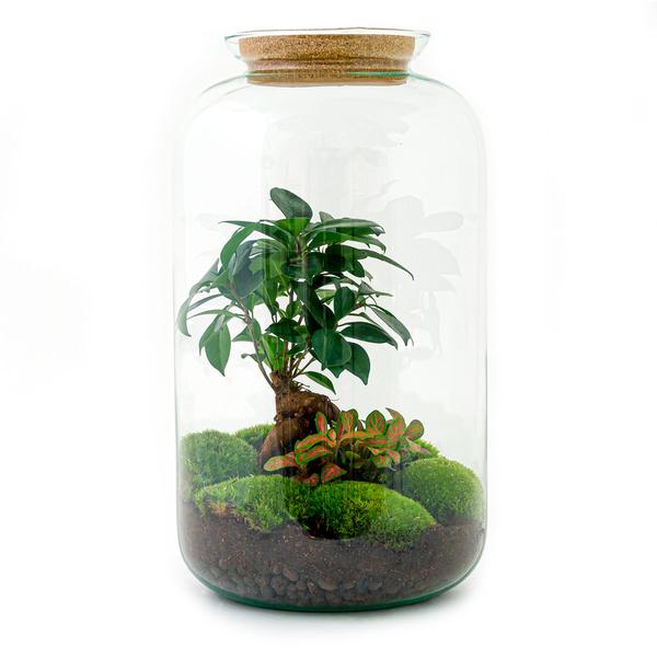 Flaschengarten H43cm Ø23cm Pflanzenterrarium Set Sven Bonsai mit Ficus Ginseng Fittonia + Profi Werkzeugset Rechen Schaufel Pinzette - DIY Terrarium