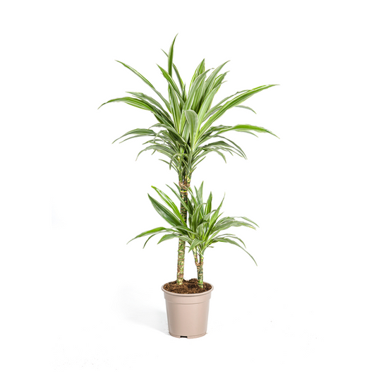 Dracaena Deremensis White Stripe - Pflegeleichte Zimmerpflanze 80cm Ø19cm Topf Hellgrün