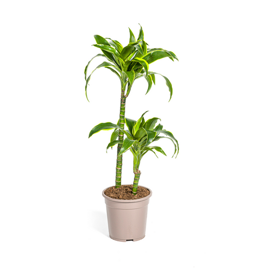 Dracaena Deremensis Dorado - Elegante Grüne Zimmerpflanze 80cm Höhe Ø19cm Topf