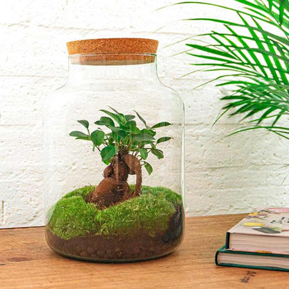 Flaschengarten H30cm Ø21cm Pflanzenterrarium Set Milky Premium mit Ficus Ginseng Bonsai + Profi Werkzeugset Rechen Schaufel Pinzette - DIY Terrarium