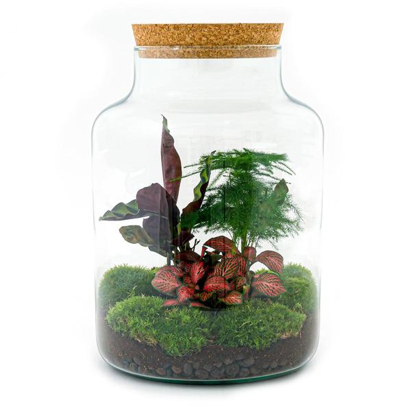 Flaschengarten H30cm Ø21cm Pflanzenterrarium Set Milky mit Calathea Fittonia Spargel + Werkzeugset Rechen Schaufel - DIY Terrarium