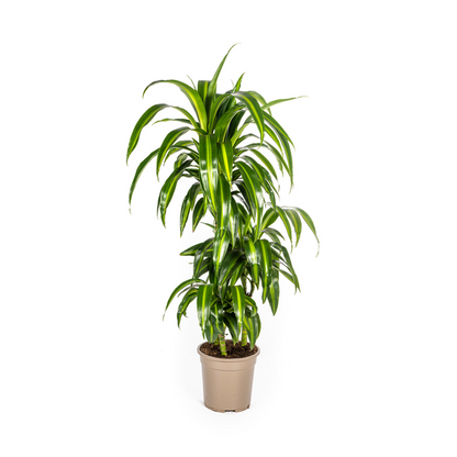 Dracaena Deremensis Hawaiian Sunshine - Tropische grüne Zimmerpflanze 100cm Ø21cm Dunkelgrüne Hellgrüne Blätter