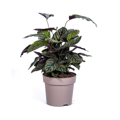 Calathea Ornata Sanderiana - Pflegeleichte Zimmerpflanze 70cm Ø27cm Topf