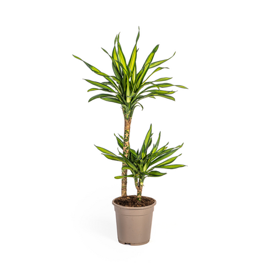 Dracaena Deremensis Rikki - Pflegeleichte Zimmerpflanze 80cm Ø19cm Topf Grün