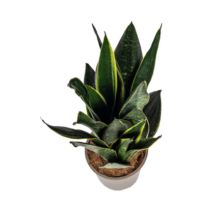 Sansevieria Trifasciata Futura Black - Pflegeleichte Zimmerpflanze 55cm Ø17cm Topf