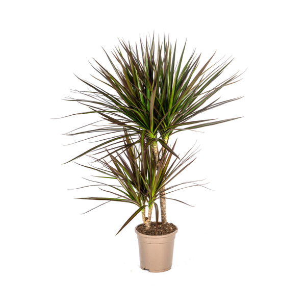 Dracaena Marginata Magenta - Pflegeleichte Zimmerpflanze 60cm Ø17cm Topf