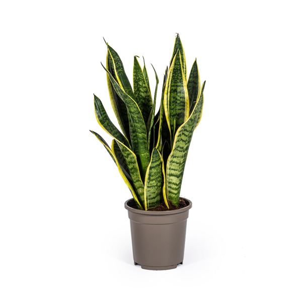 Sansevieria Trifasciata Futura Superba Bogenhanf- Pflegeleichte Zimmerpflanze 55cm Ø17cm Topf