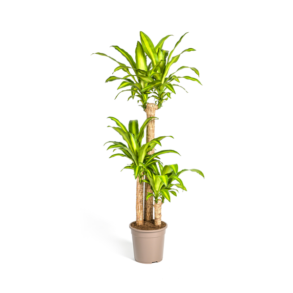 Dracaena Fragrans Massangeana - Große Zimmerpflanze 140cm Ø24cm Topf